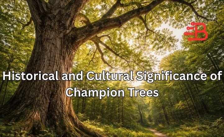Historical and Cultural Significance of Champion Trees